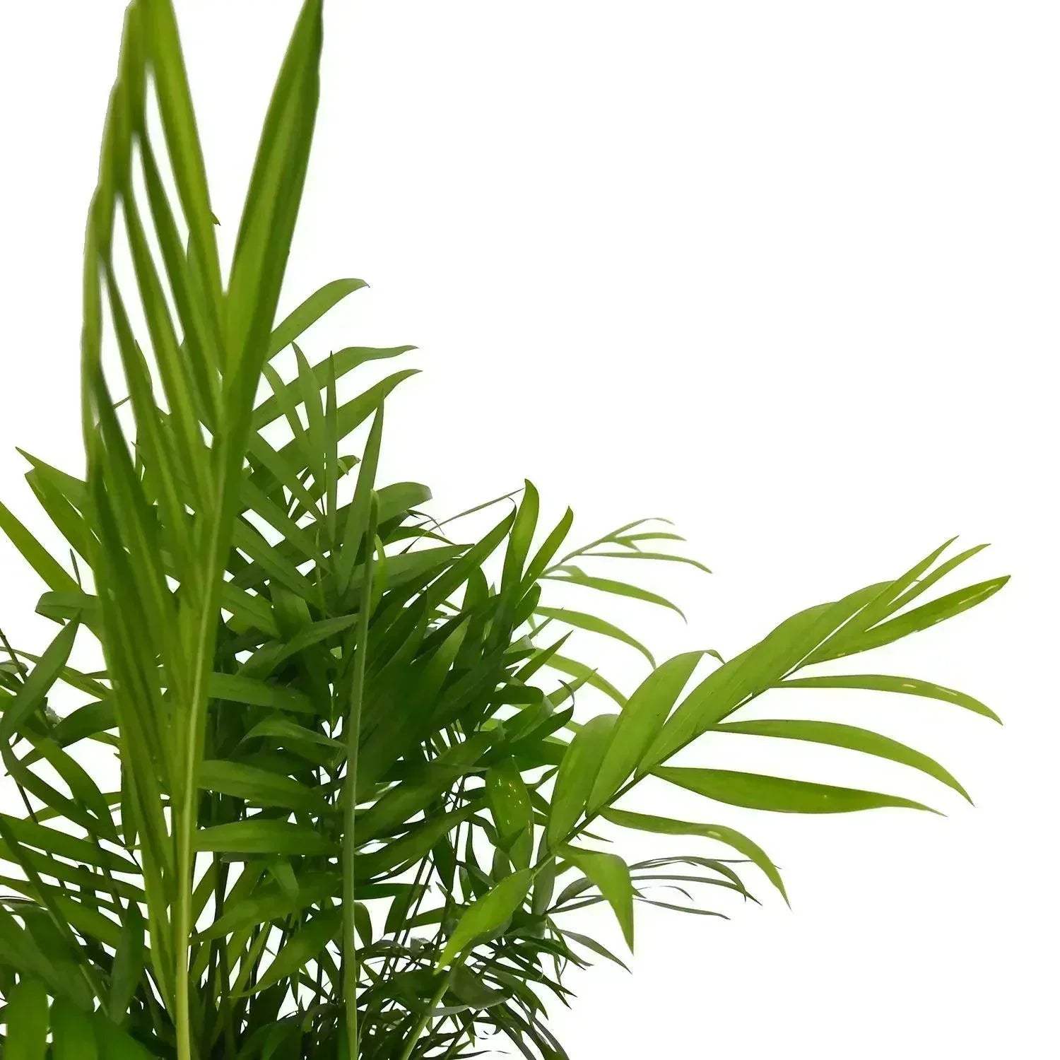 hawaiian dracaena Explore Dracaena Hawaiian Sunshine