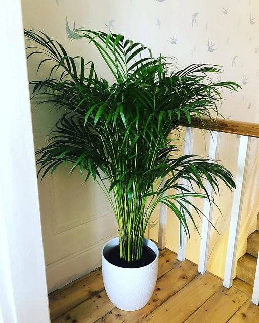 ceai 7 plante beneficii Ceai natural din 7 plante, bio, 20dz, Fares - Dr. Green main image 0