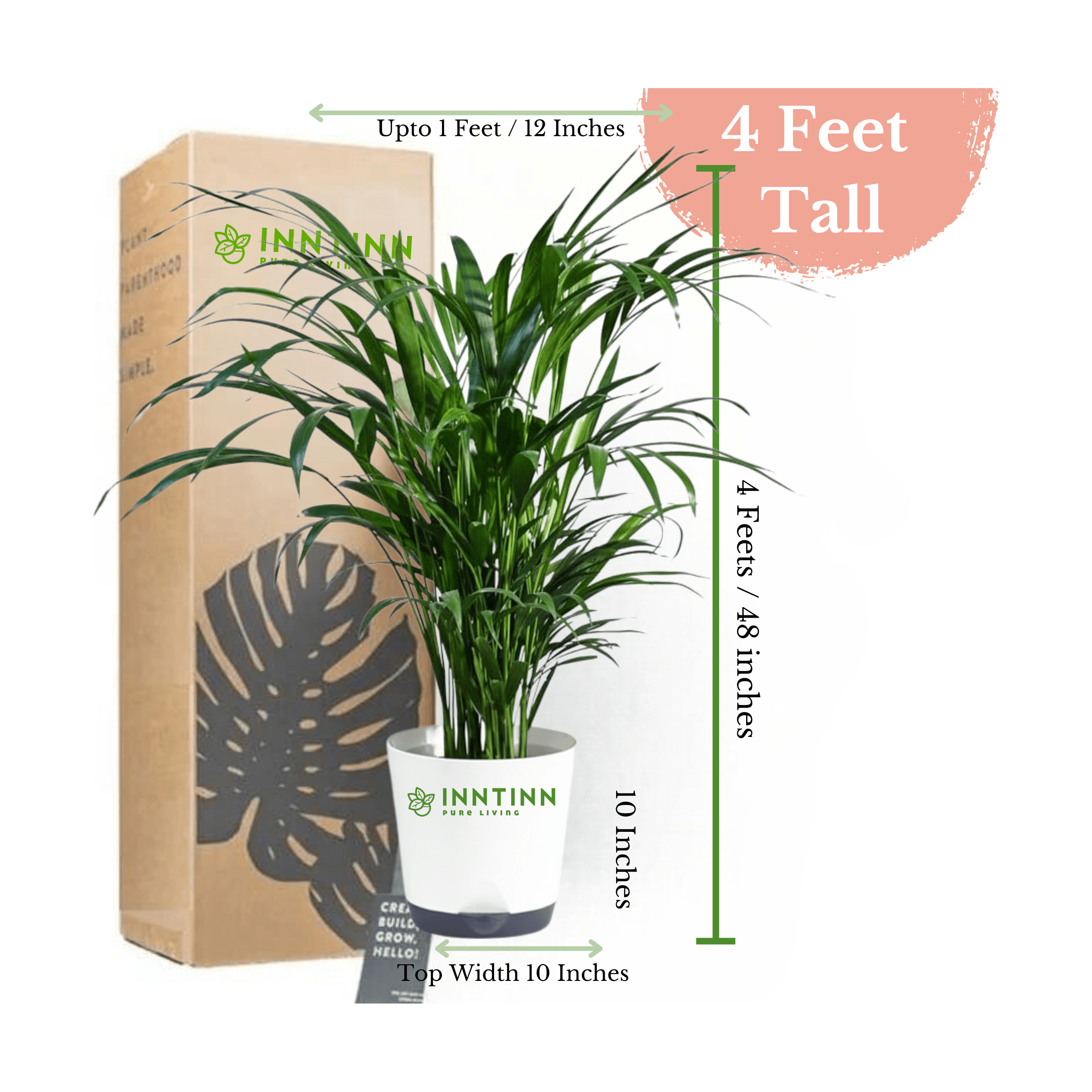 areca palm xl Areca Palm Plant XL Extra Large Plant For Home and Office Sale 10% OFF –  Inntinn.in