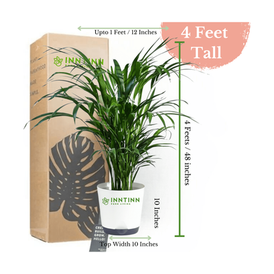 Areca Palm Plant XL - Inntinn.in