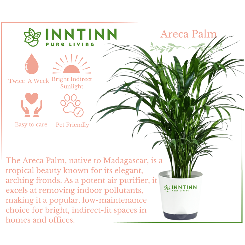 Areca Palm Plant XL - Inntinn.in