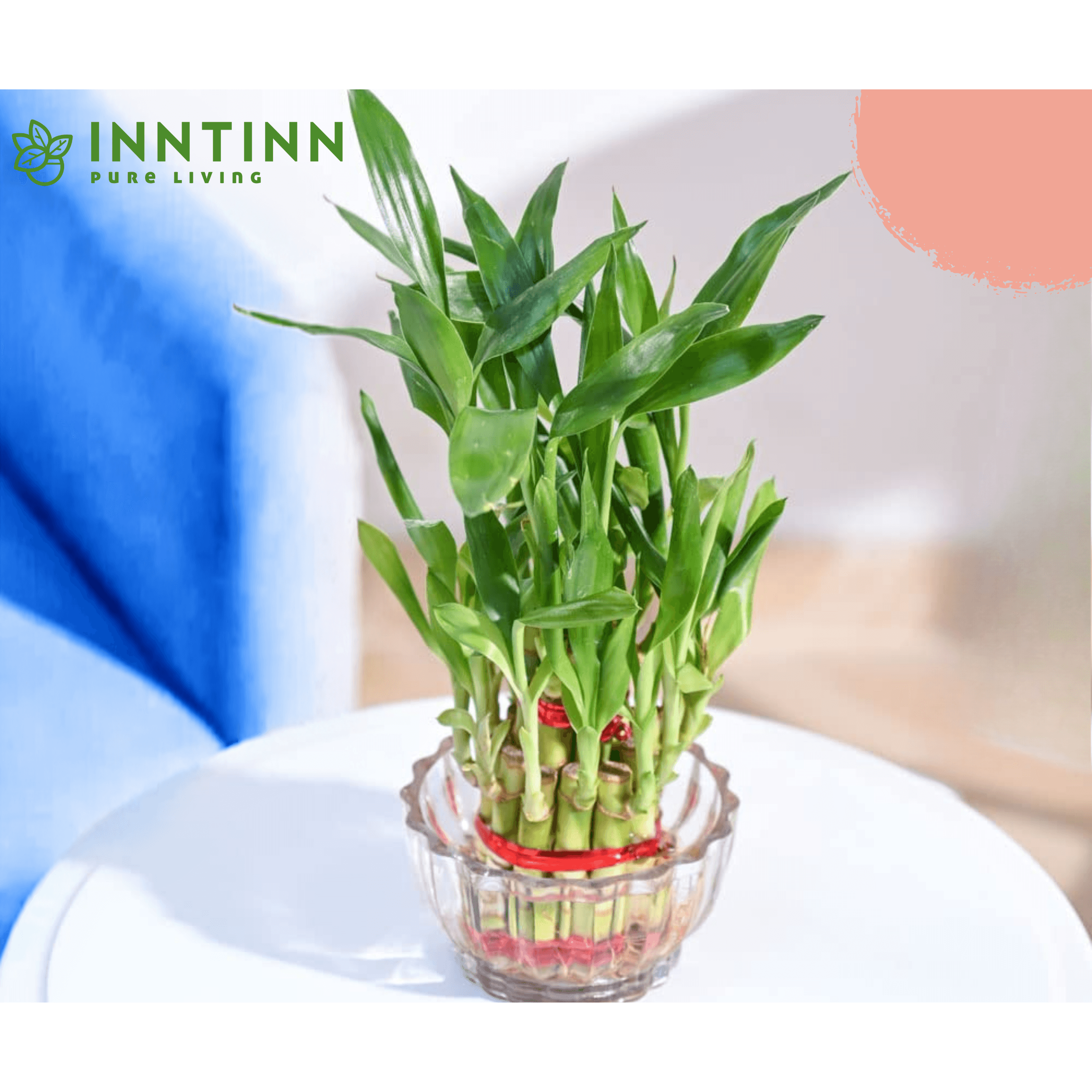3 layer lucky bamboo plant benefits Bamboo Plant