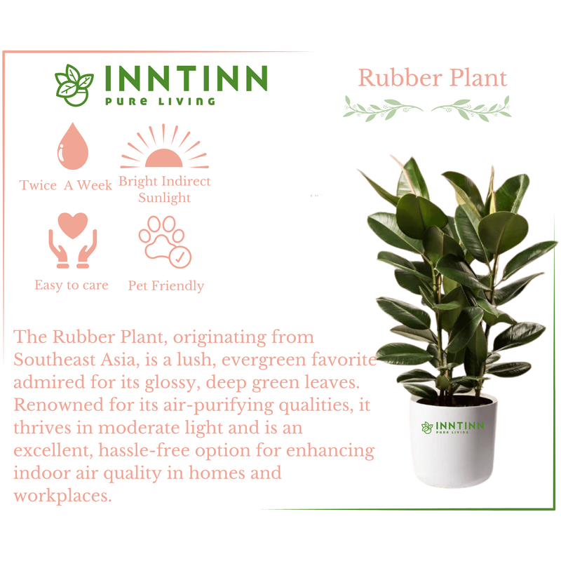 Rubber Plant XL - Inntinn.in