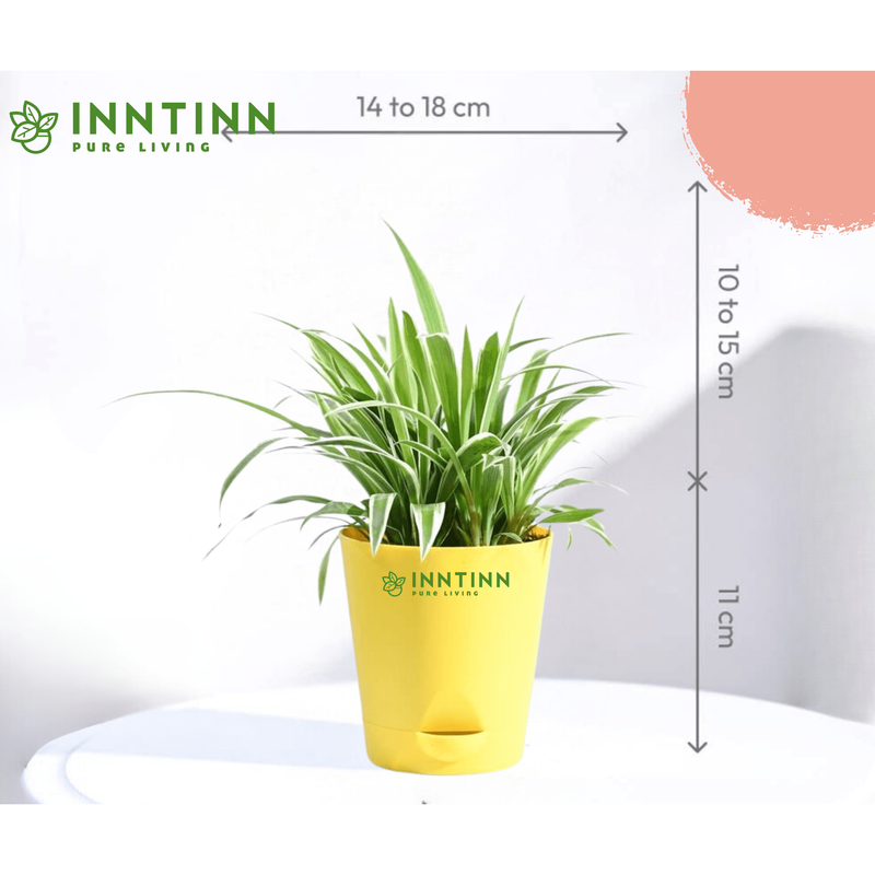 Spider Plant - Inntinn.in