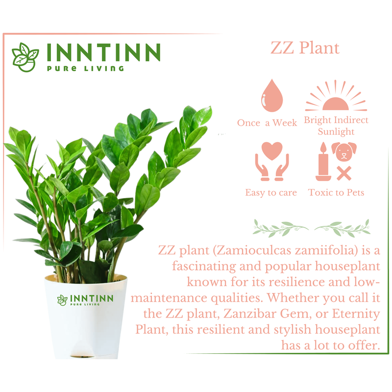 ZZ (Zamioculcas Zamiifolia) Plant - Inntinn.in