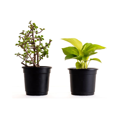 Air Purifying Plants Combo - Inntinn.in