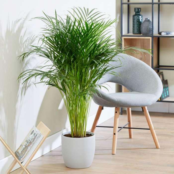 areca palm in white pot Areca Palm Plant