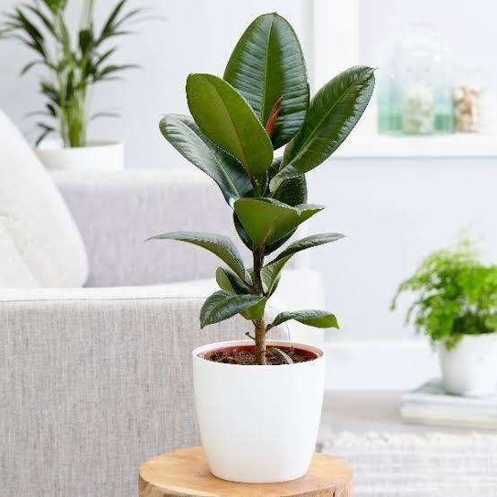 best pot for a rubber plant Rubber Plant Tall