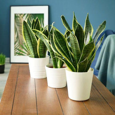 10 reasons to have snake plant in your home