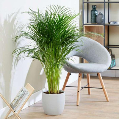 10 reasons why Areca Palm is best indoor plant