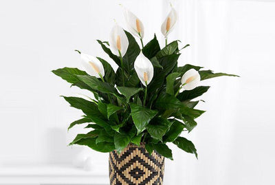 10 Ways you can decor with peace lilies