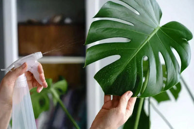 15 Tips to take care of your Monstera Deliciosa Plant Indoors