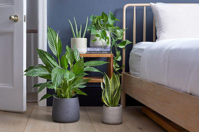 6 Reasons why you should have peace lily in your bedroom