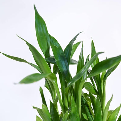 6 Tips for Taking Care of Your Lucky Bamboo In Soil