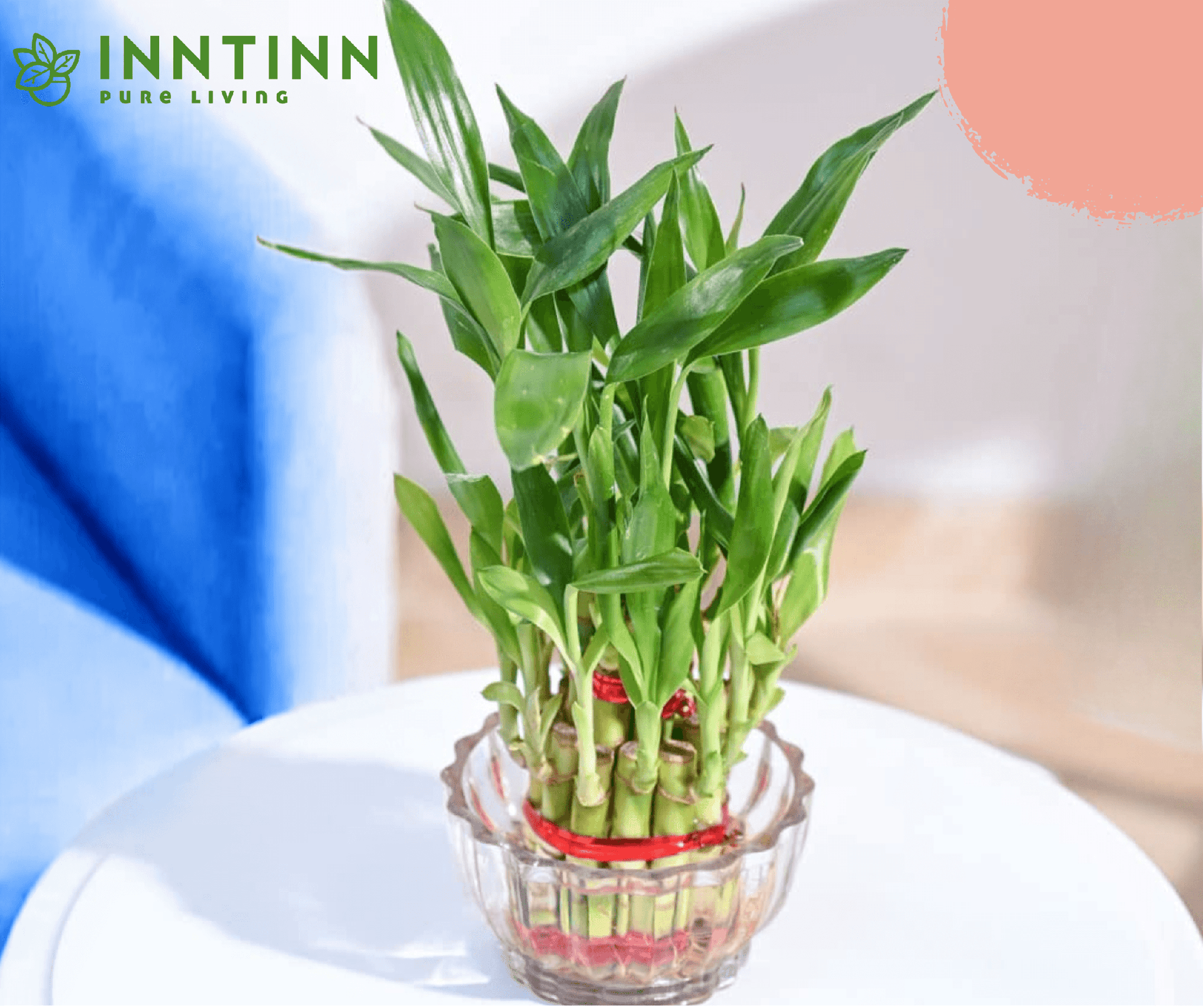 prayer plants for sale Prayer Plant Pop-Up Bouquet main image 0