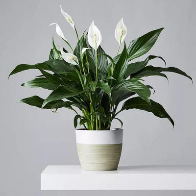 6 Tips for Taking Care of Your Peace Lilies in the Summer