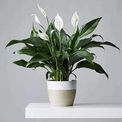 6 Tips for Taking Care of Your Peace Lilies in the Summer