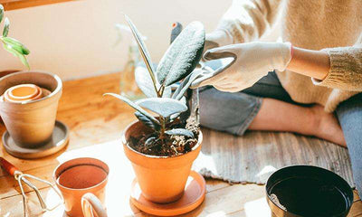 7 Ways to Keep Your Rubber Plant Healthy in Winters
