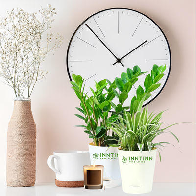 10 Ways to Decorate with ZZ Plant