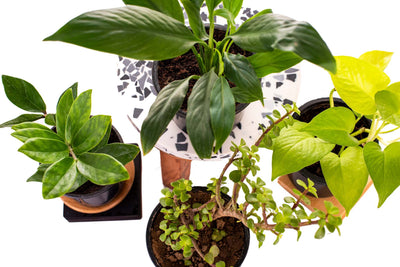 10 Easiest Indoor Plants for a Green and Happy Home