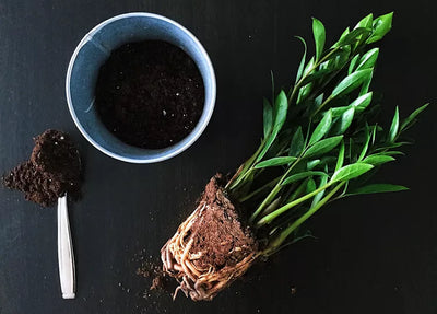 The Indestructible ZZ Plant: Perfect Indoor Plant for Beginners