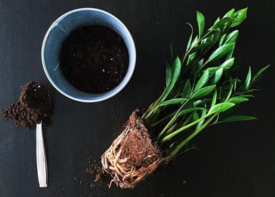 ZZ Plants - Your Guide to Effortless Indoor Gardening