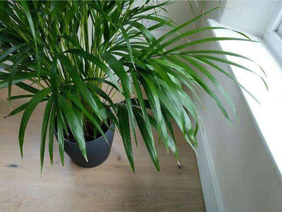 All about watering Areca Palm