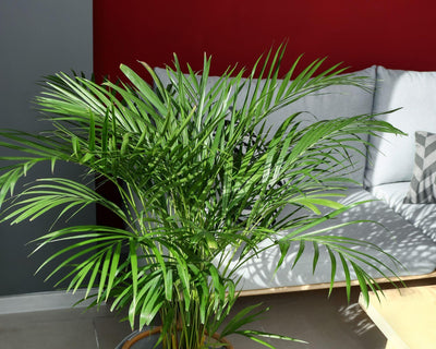 Areca Palm Fronds & how to keep it healthy