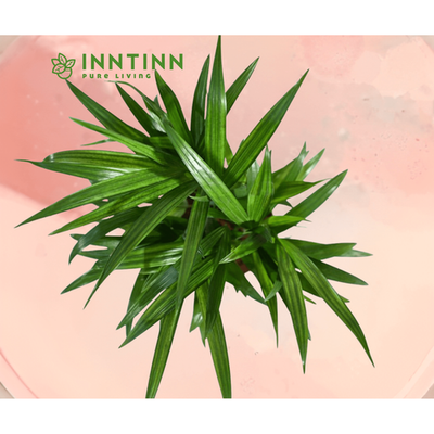 Areca Palm: The Perfect Indoor Plant for Your Home