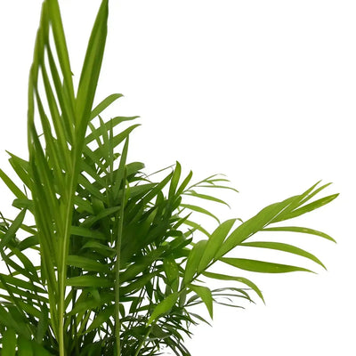 Areca Palm watering, sunlight, propagation & more