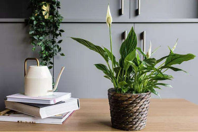 Best way to fertilize your peace lily