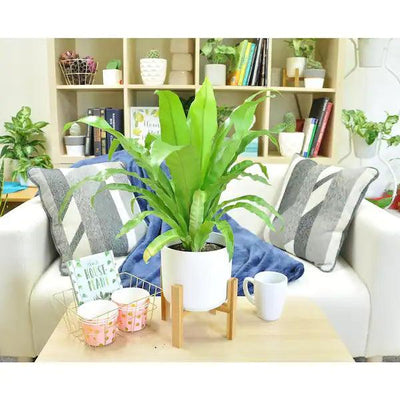 Bird's Nest Fern watering, sunlight, propagation & more