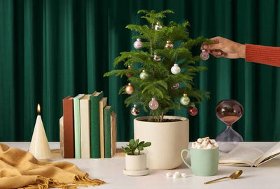 Christmas Tree 101 - Decor, Tradition, Importance & Care Tips