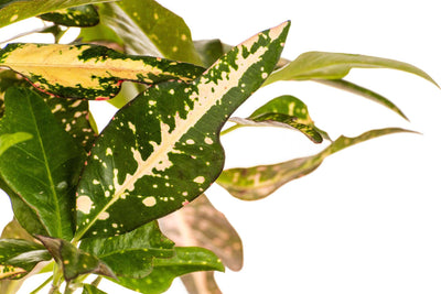 Croton Duck Foot 360degree Video, (37 Seconds)