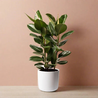 Elevate Your Indoor Space with the Ficus Elastica Robusta