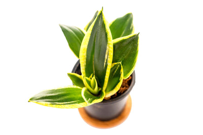 Golden Snake Plant Care Video (2 Minutes, 25 Secs)