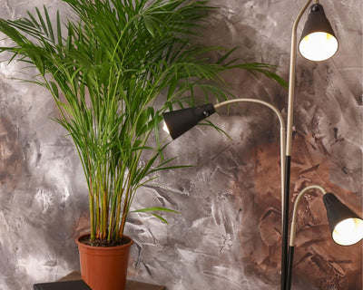 How to fertilize your Areca Palm