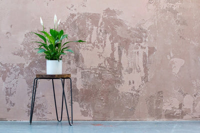 Indoor Plants For Air Pollution: Top 10 Eco-Friendly Solutions for Your Home