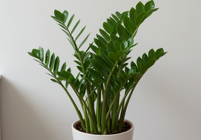 Peace Lily Or ZZ Plant, Which is Best for Bedroom