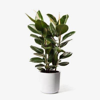 Indoor or Outdoor: The Best Place for Your Rubber Plant
