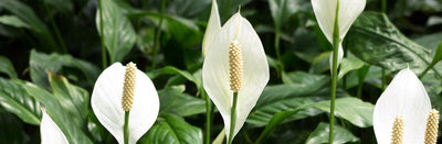 Peace Lilies 101 - Flowering, Sunlight, Watering, Propagation & More