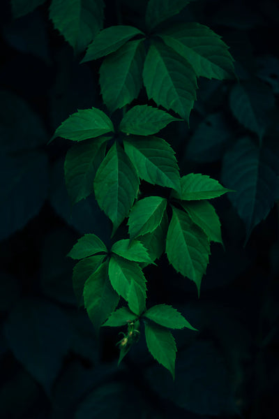 Beat the Bugs: Your Ultimate Guide to Common Indoor Plant Pests and How to Deal with Them