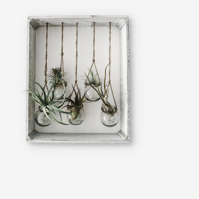 Transform Your Space: The Ultimate Guide to Choosing the Right Indoor Plants