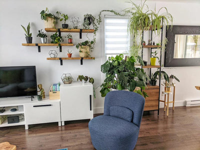 Transform Your Space: Creative Design Ideas for Indoor Plant Displays
