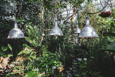 Can These 5 Indoor Plants Purify Air in Your Homes