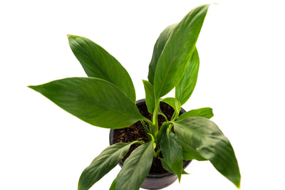 Plant Care for Peace Lily