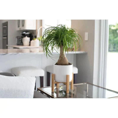 Ponytail Palm watering, sunlight, propagation & more