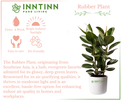 Protect Your Rubber Plant from Pests and Diseases