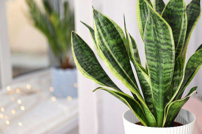 Snake Plant - watering, propagation, sunlight & more