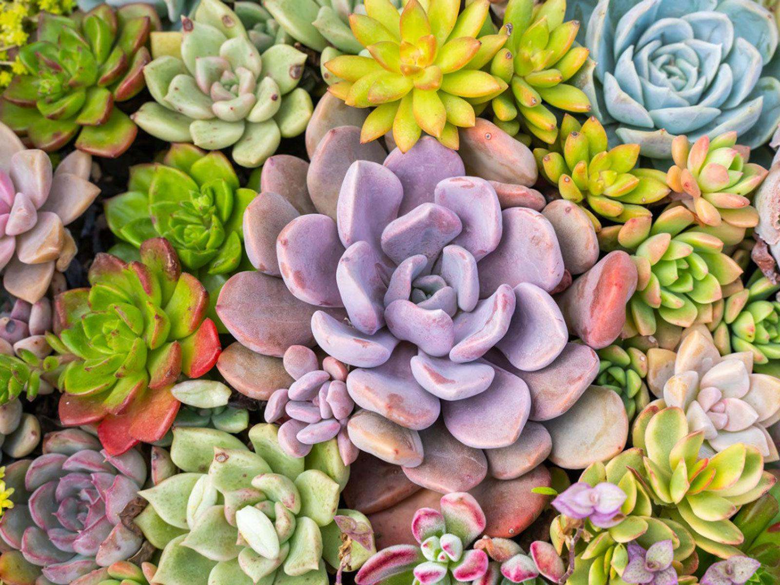 Succuint Succulent Way: Essential Supplies & Tips to Start Your Succulent Garden ...